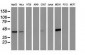 CTH Antibody (clone 2D6)
